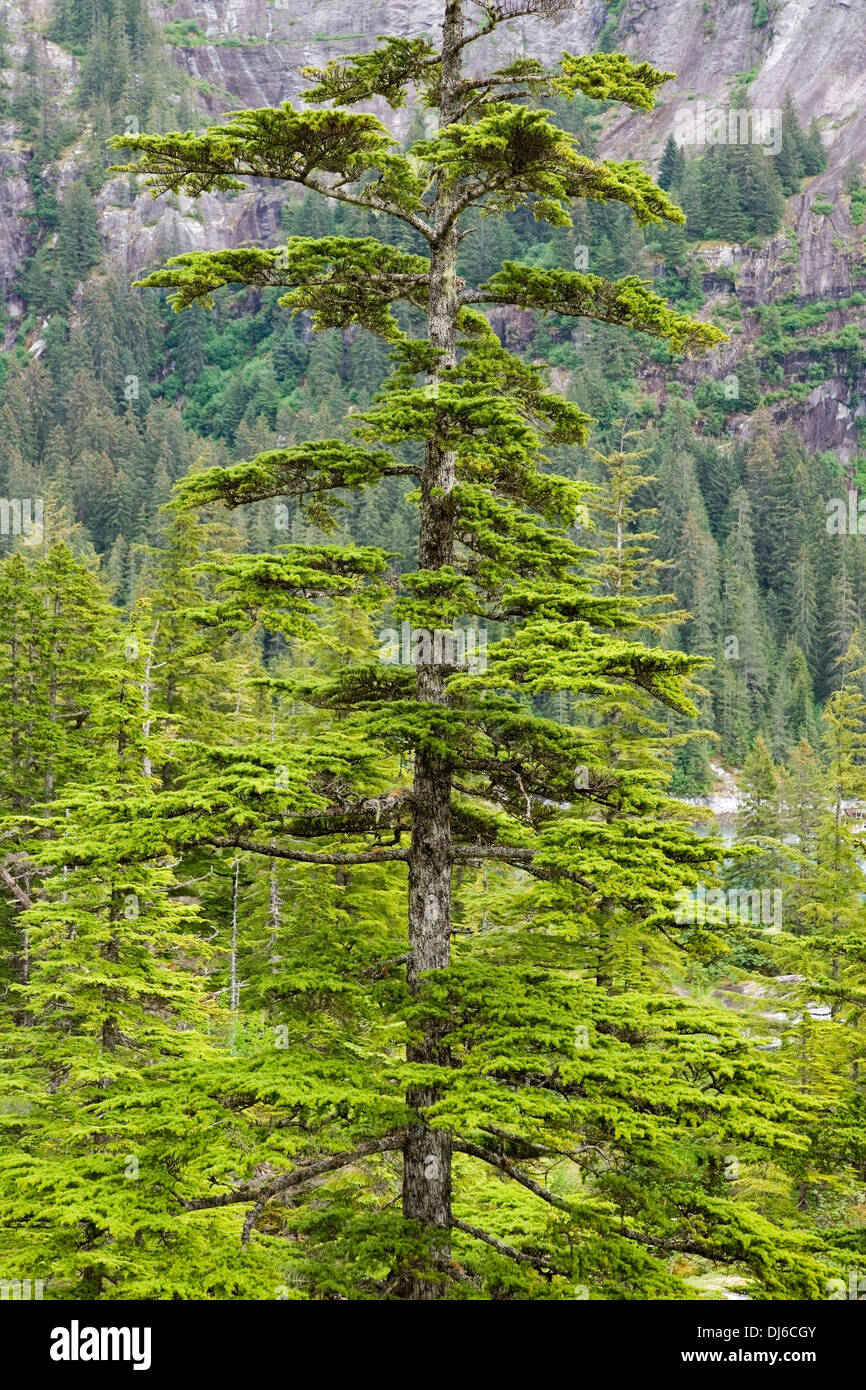 & Épinette pruche sur Fords-Terror Tracy Arm Zone sud-est de l'Alaska Sauvage Banque D'Images