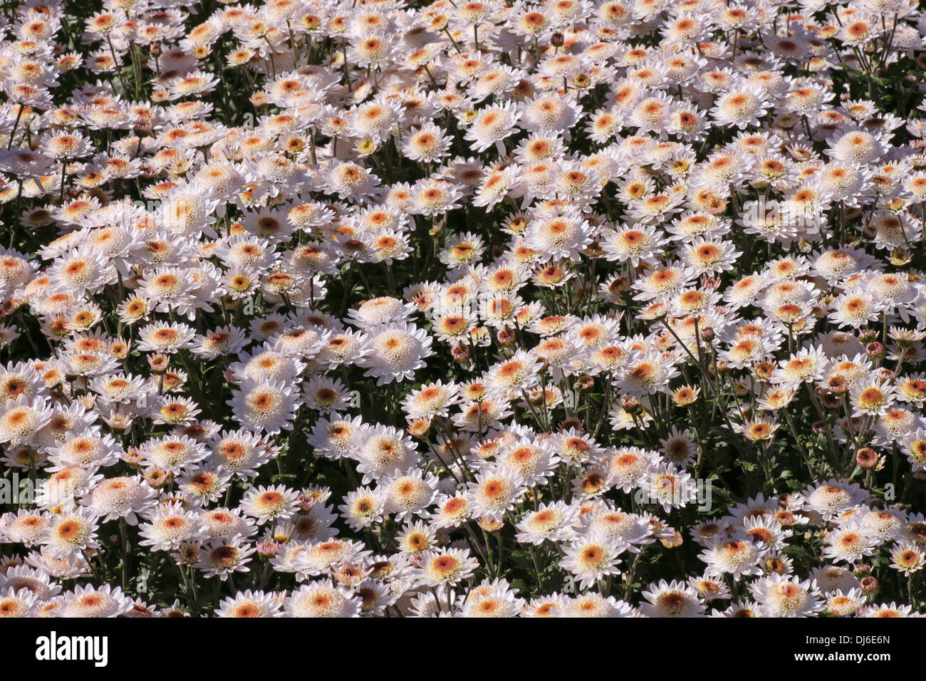 Avec parterre de chrysanthèmes à l'automne Banque D'Images