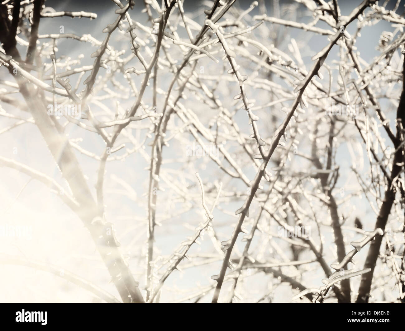 La lumière du soleil qui brillait à travers gelé, couvert de glace des branches d'arbre. Abstrait d'un paysage. Banque D'Images