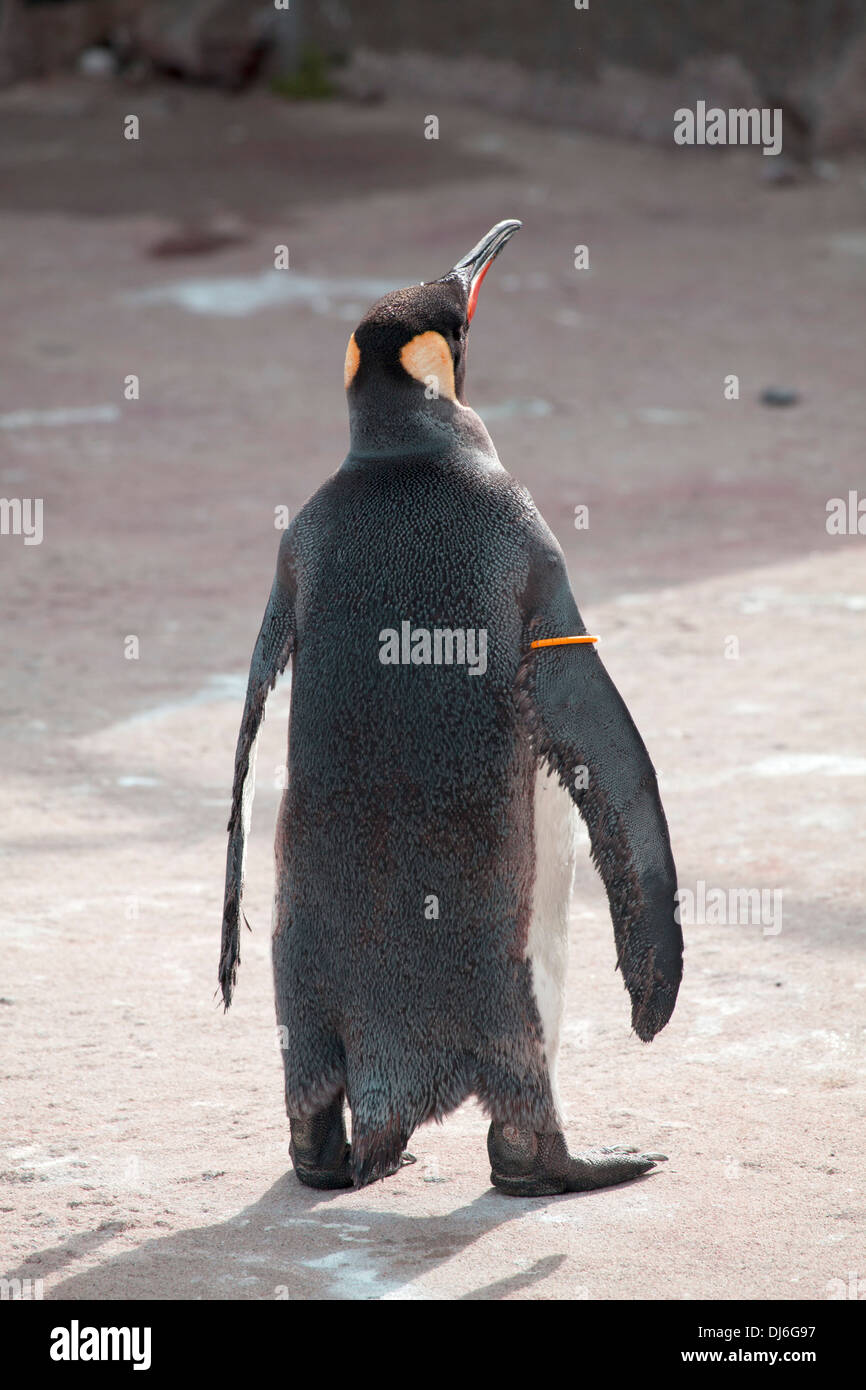 Grand mâle penguin bird Banque D'Images