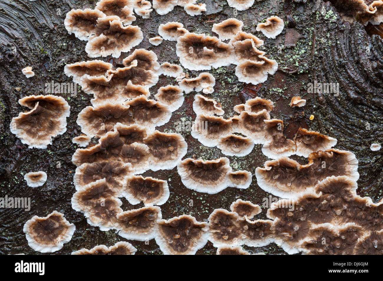Beaux champignons d'automne en Finlande Banque D'Images