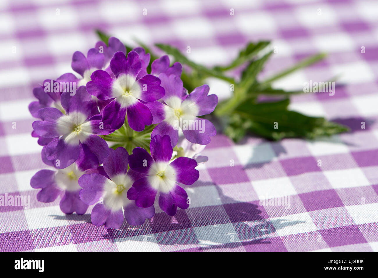 Verveine violette fleur sur un fond à carreaux Banque D'Images