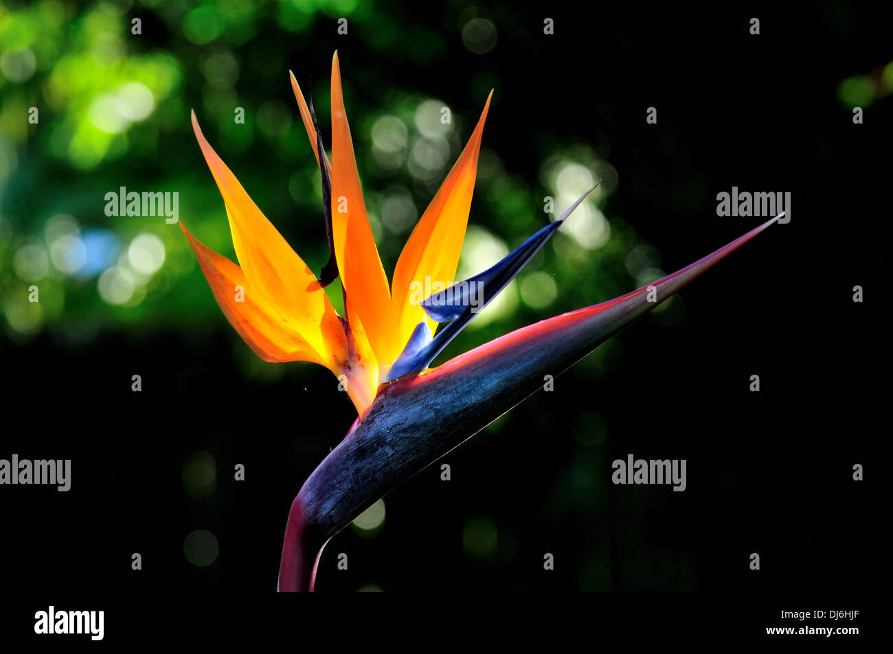 Oiseau de paradis (Strelitzia reginae) fleur. Banque D'Images