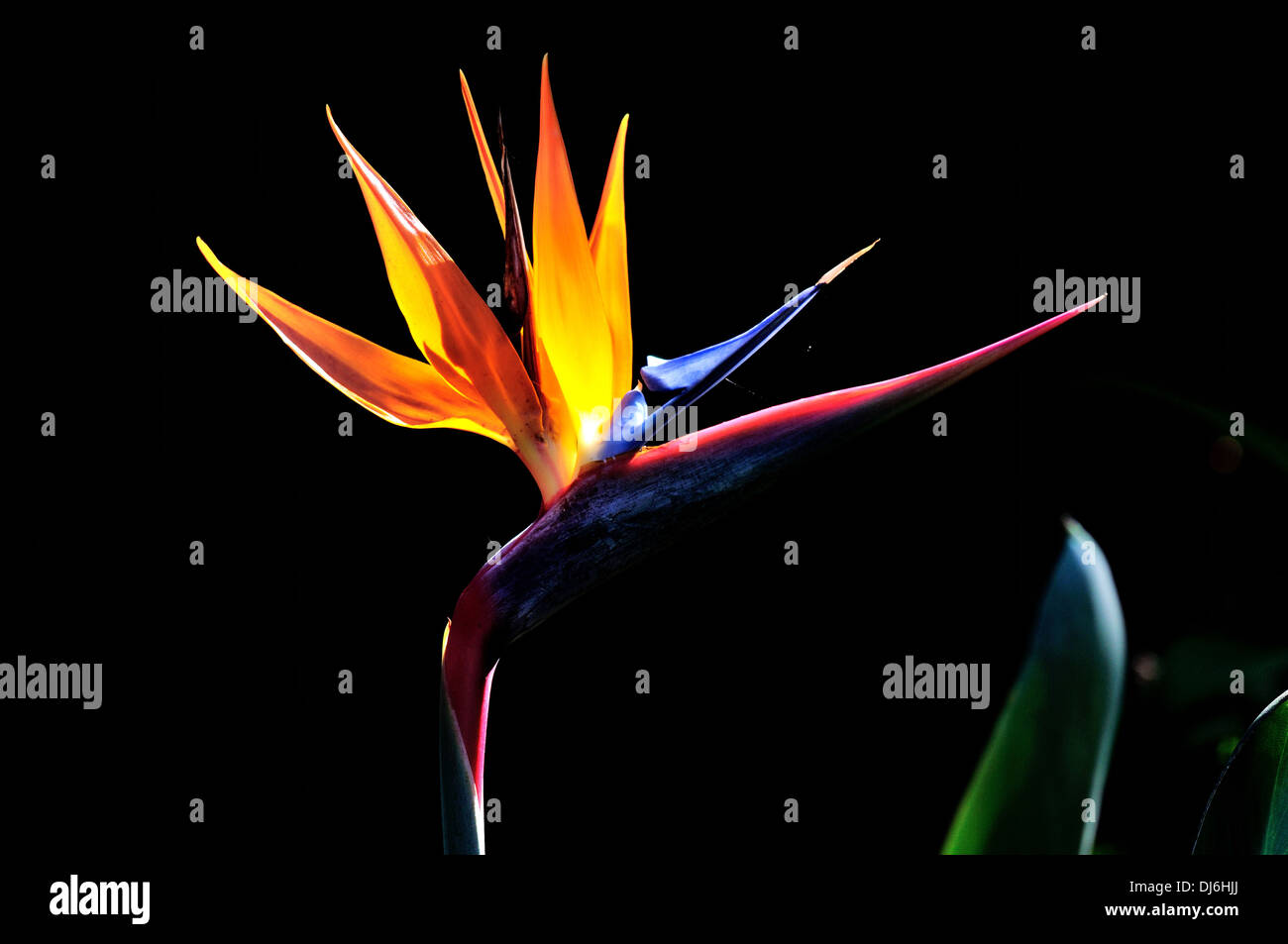 Oiseau de paradis (Strelitzia reginae) fleur. Banque D'Images