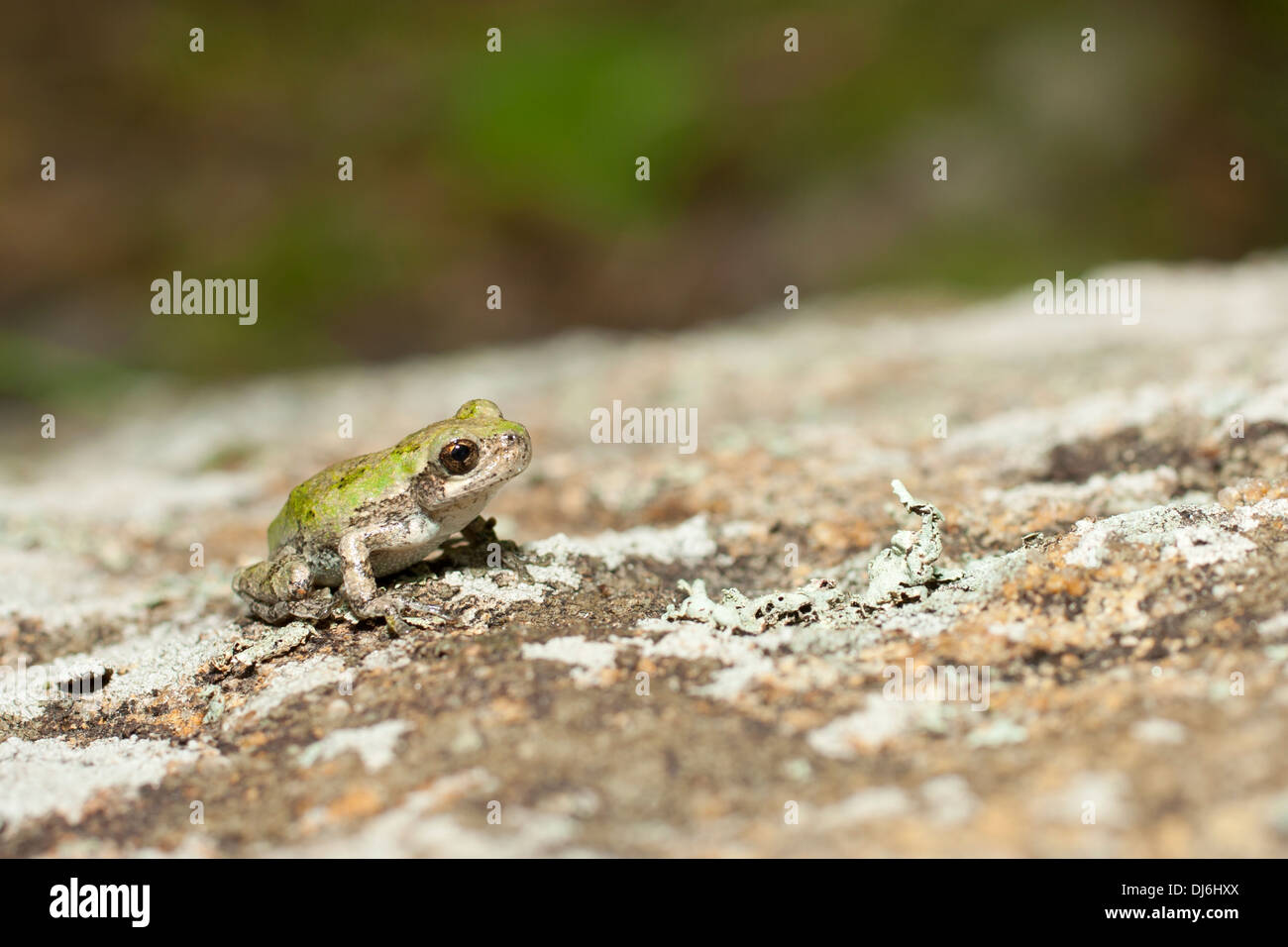Grenouille du Nord Metamorph - Hyla versicolor Banque D'Images