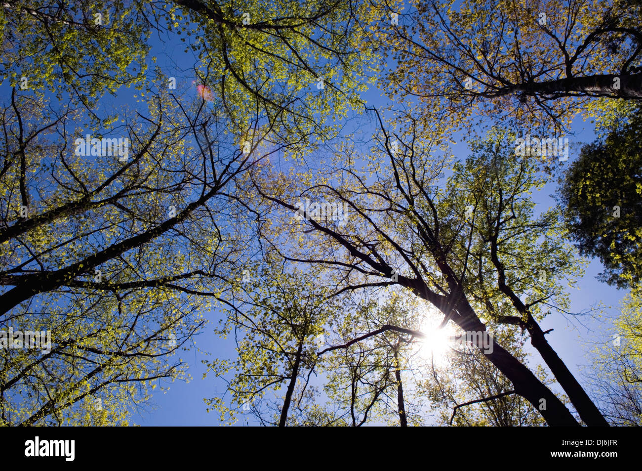 Nouveau ressort les feuilles des arbres le long du sentier de Porter Creek dans le parc national des Great Smoky Mountains du Tennessee Banque D'Images