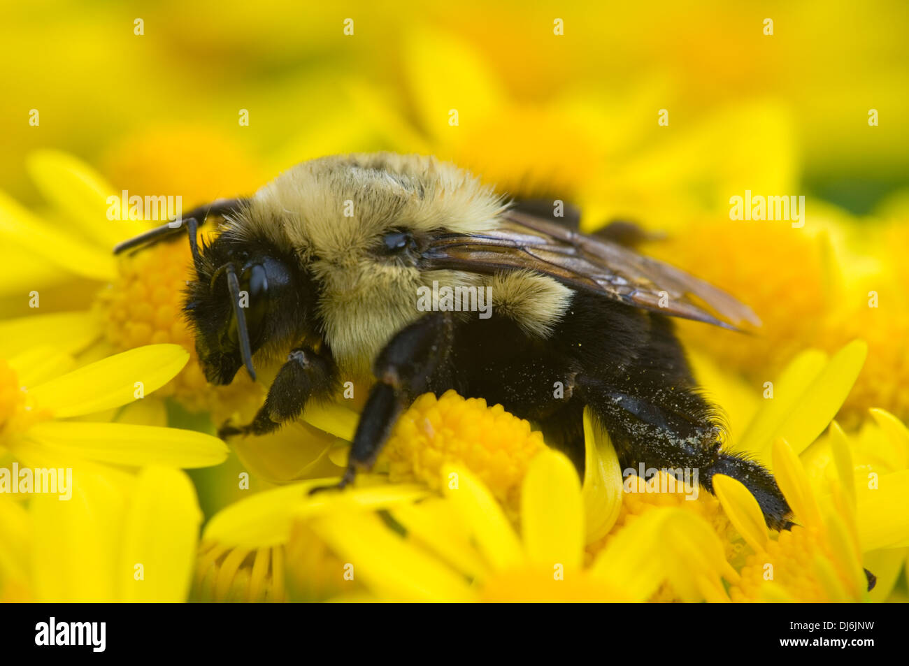 Bumblebee sur feuilles de cresson Séneçon vulgaire Banque D'Images