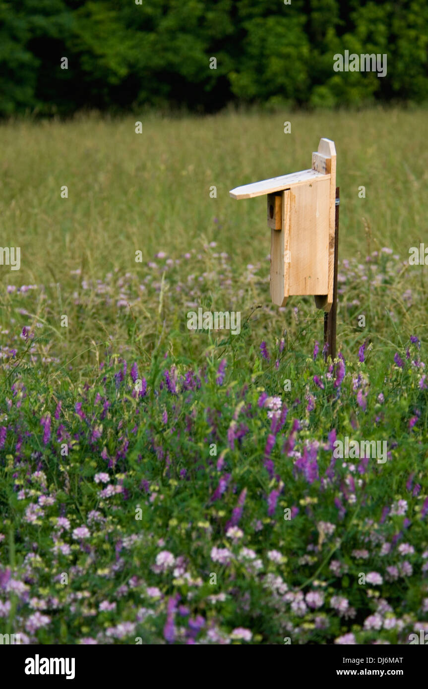 Fort d'oiseaux dans le pré à la Mount Saint Francis dans Floyd Comté (Indiana) Banque D'Images