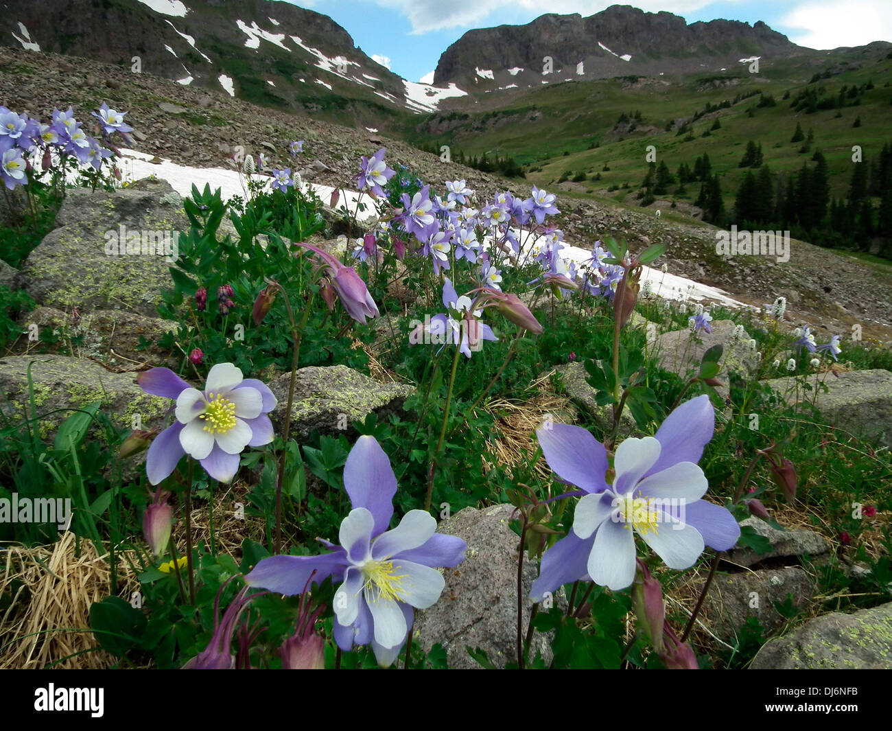 Colorado Columbine Aquilegia caerulea Gunsight Pass dans le Sud Sauvage de San Juan Colorado USA Banque D'Images