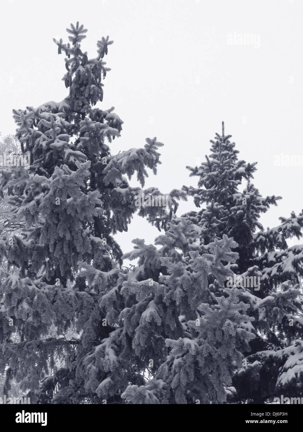 Les arbres d'épinette à l'hiver Banque D'Images