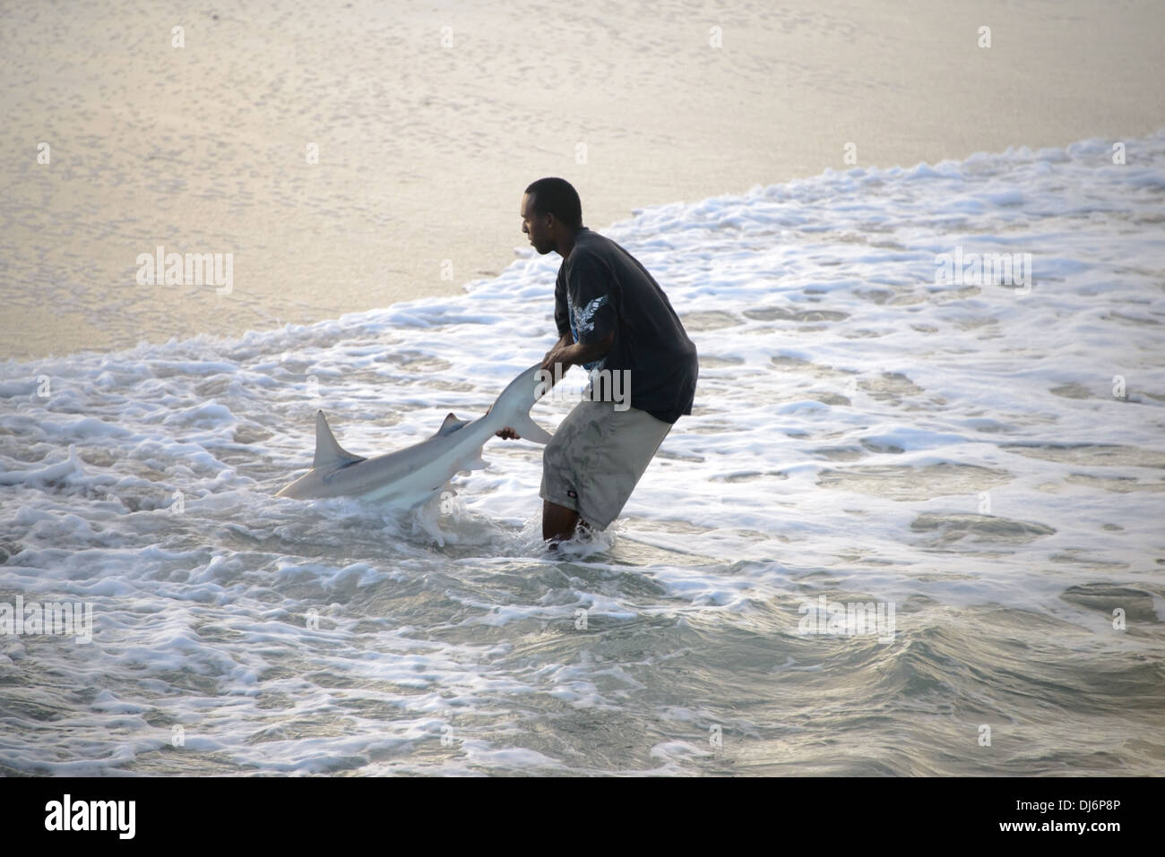 Black-Tip traîne pêcheur retour de requins dans l'océan. 'La remise à l'eau.' maintenant un requin par la queue. Banque D'Images