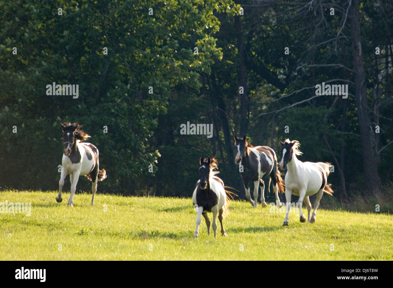 Quatre chevaux galopant dans les pâturages à Hart County (Kentucky) Banque D'Images