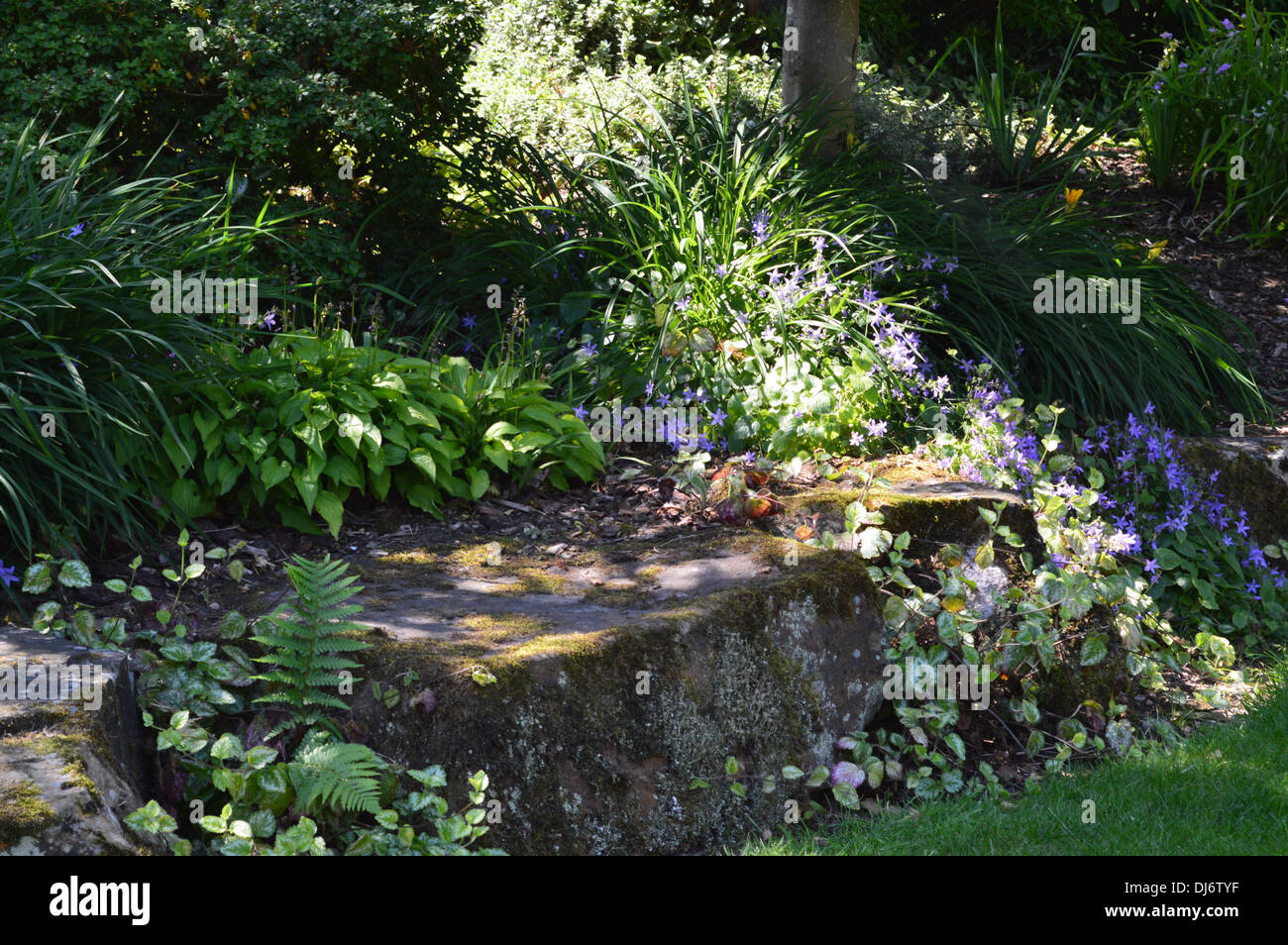 La lumière du soleil se reflète sur les pierres avec fleurs bleues dans un jardin paysager du lister park à Bradford Banque D'Images