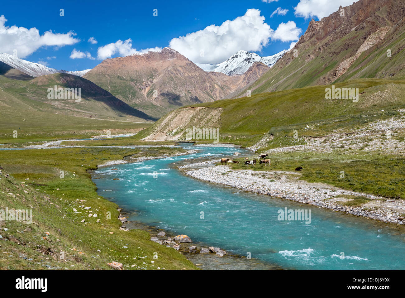 Le pâturage des vaches près de la rivière turquoise, Tien Shan Banque D'Images