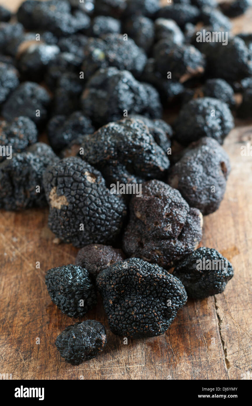 Les Truffes du Périgord noir cultivé en Caroline du Nord. La divine, aromatique et belle Banque D'Images