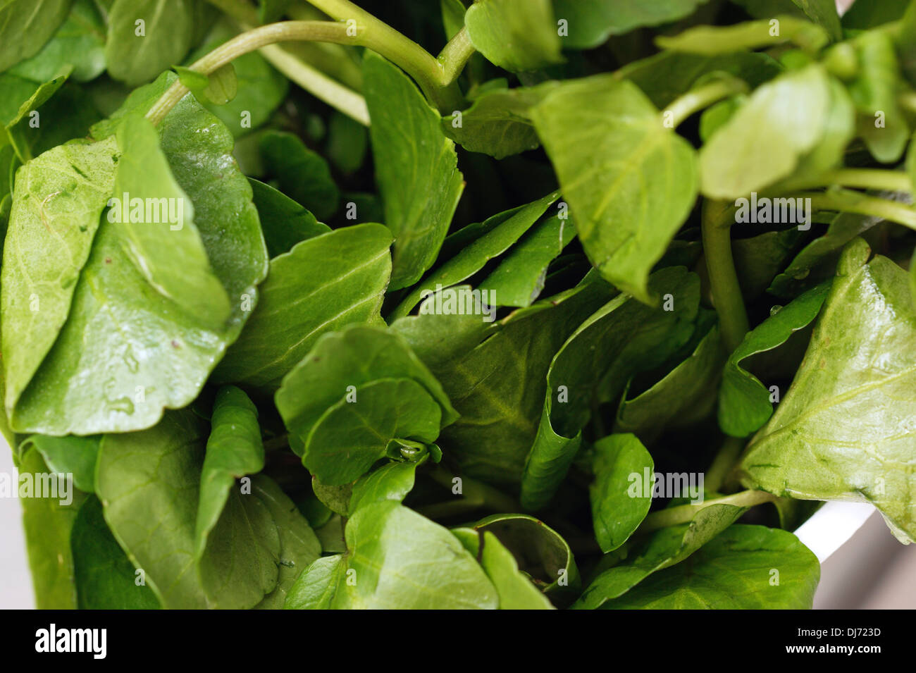 Le cresson une source de vitamine C, un superfood et peut être utilisé comme plante médicinale aussi utilisée à des fins culinaires Banque D'Images