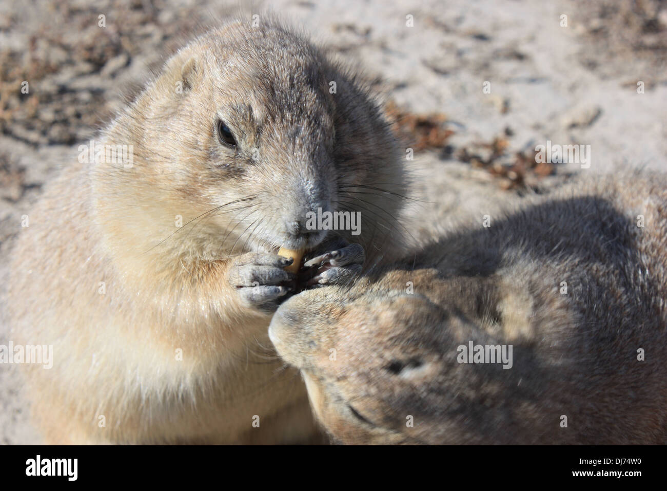 Chien de prairie à Badlands National Park (Dakota du Sud) de manger des arachides. Banque D'Images