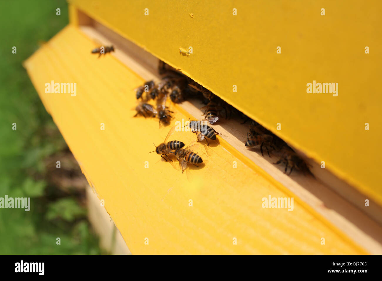 Vol d'abeilles autour de leur ruche Banque D'Images
