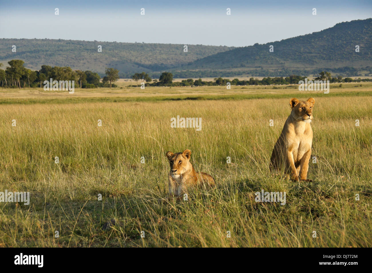 Deux lions sur termitière, Masai Mara, Kenya Banque D'Images