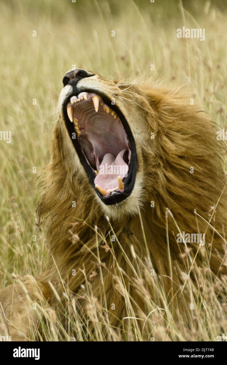 Lion mâle du bâillement, Masai Mara, Kenya Banque D'Images