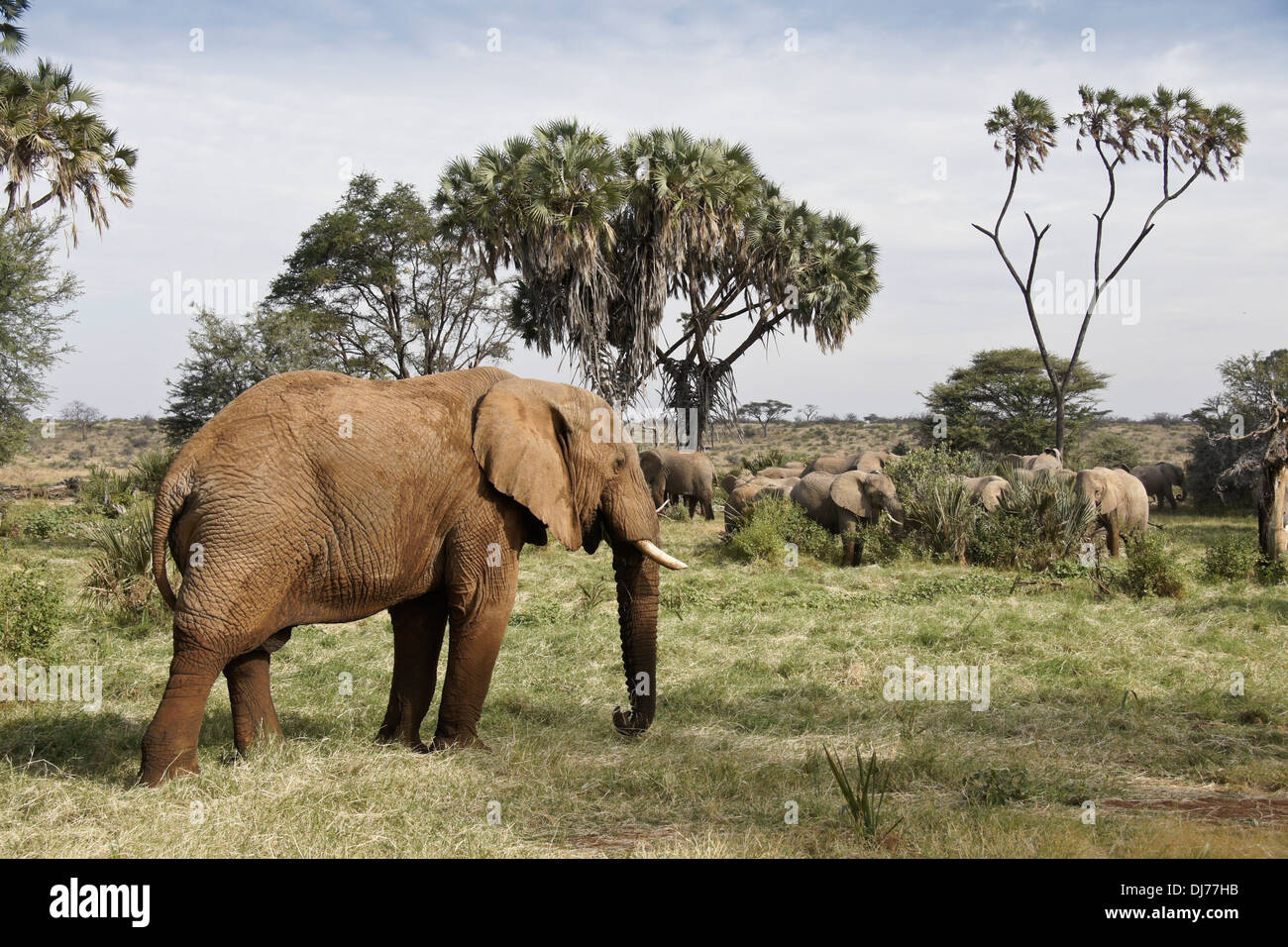 Le pâturage des troupeaux d'éléphants dans la région de Glade, Samburu, Kenya Banque D'Images