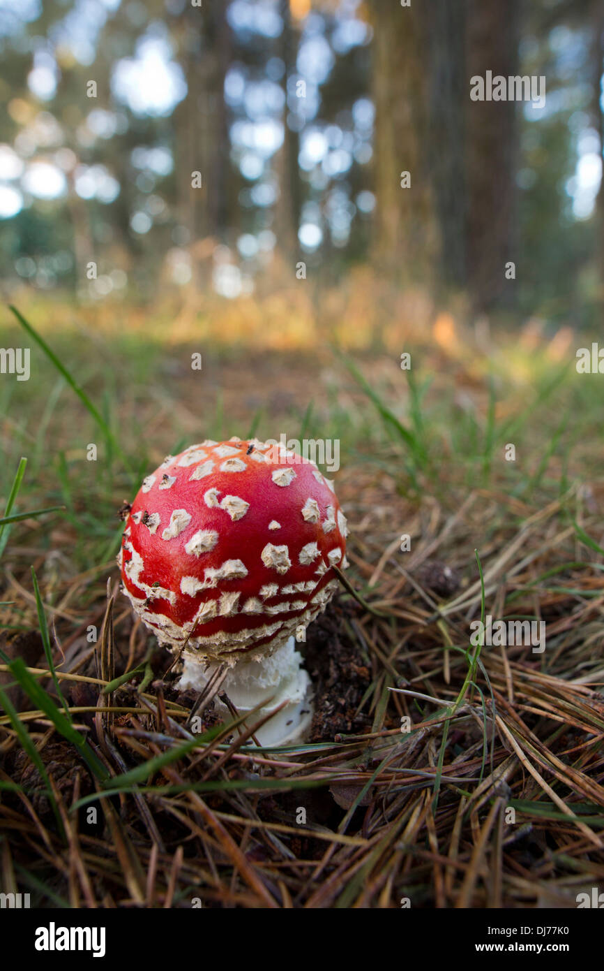 Agaric Fly ; Amanita muscaria ; automne ; UK Banque D'Images