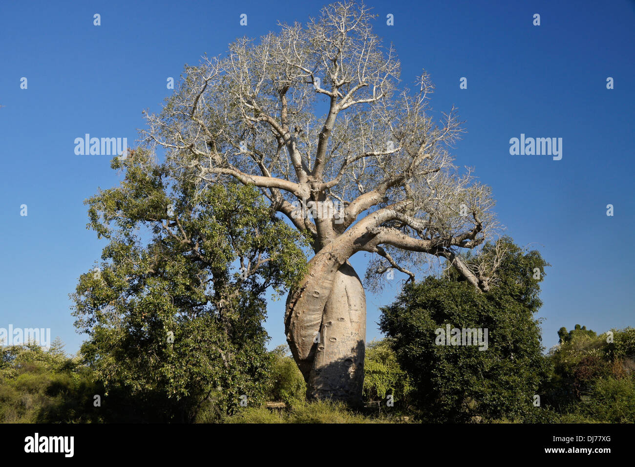 Les amoureux de l'Amoureaux (Baobabs), Morondava, Madagascar Banque D'Images