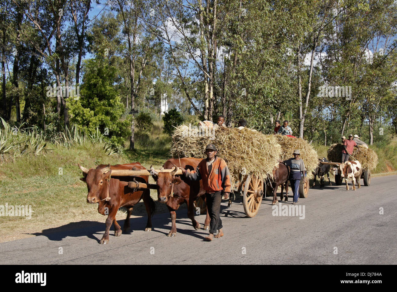 Les agriculteurs avec les charrettes transportant des zébus récolte de riz, hautes terres centrales de Madagascar Banque D'Images