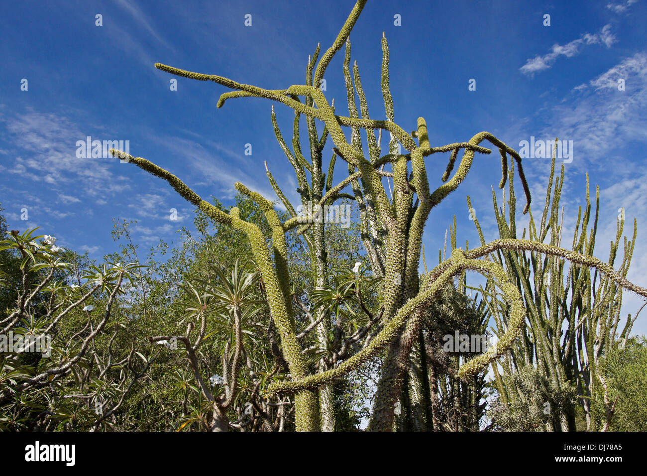 La Alluaudia procera (Madagascar) à Bérenty, Madagascar Banque D'Images