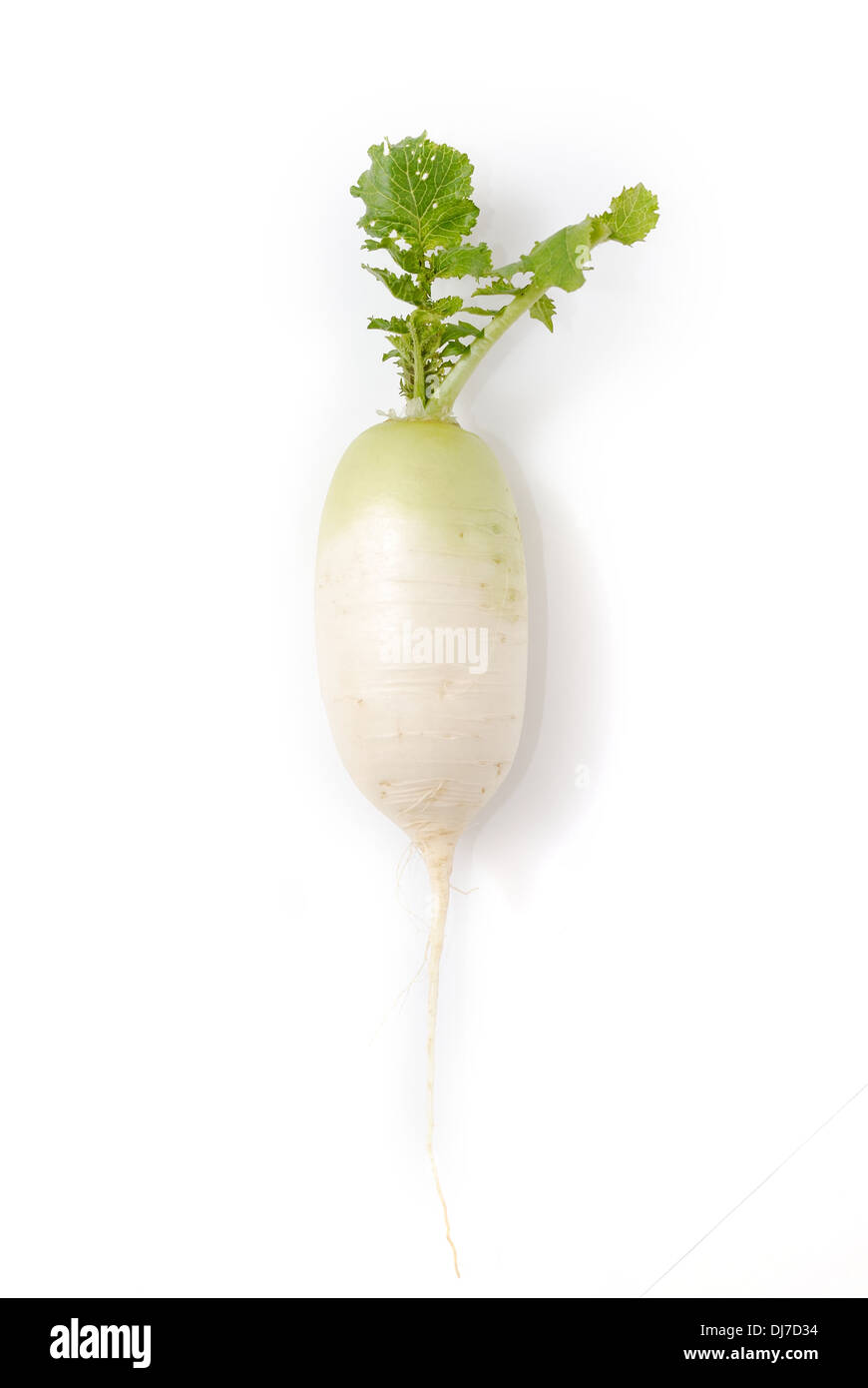 Un daikon isolated on white Banque D'Images