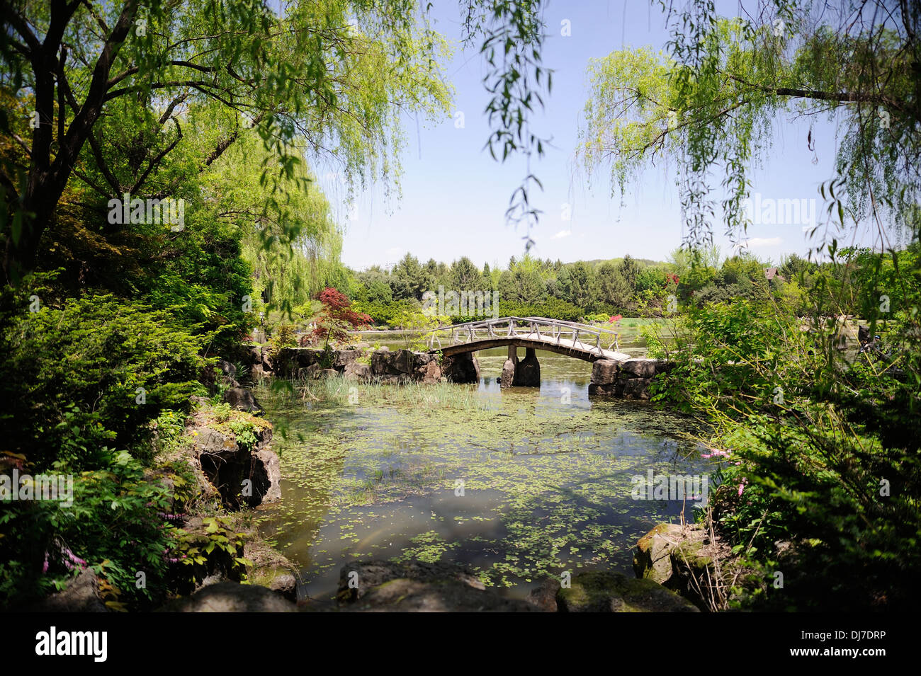 Pont dans le ByeokChoji arboretum, Corée Banque D'Images