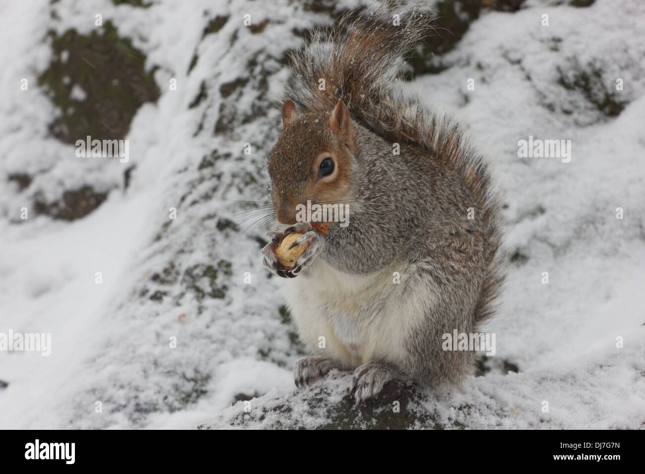 Un écureuil est assis dans la neige de manger une noix, sa fourrure gonflée contre le froid Banque D'Images