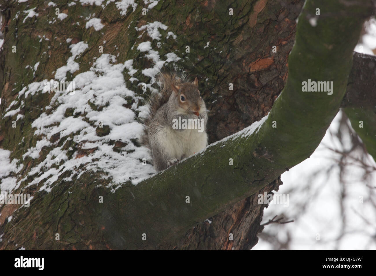 Un écureuil est assis sur une branche d'arbre dans la neige de manger une noix, sa fourrure gonflée contre le froid Banque D'Images