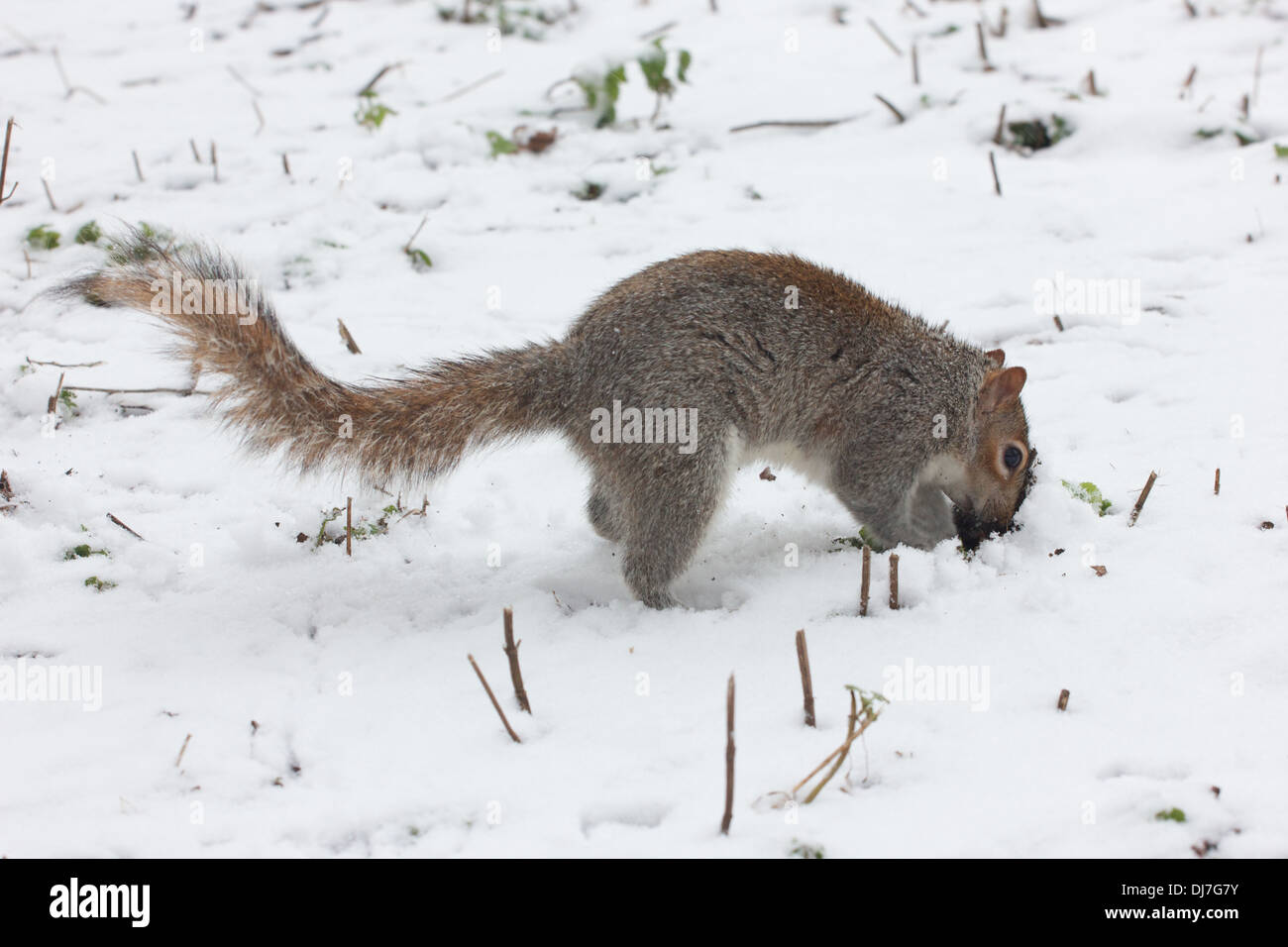 Un écureuil burrows dans la neige pour un écrou Banque D'Images