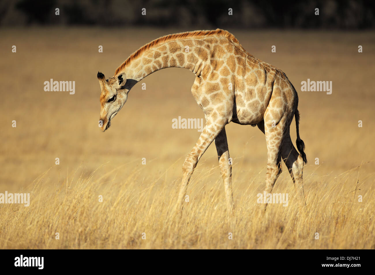 Girafe (Giraffa camelopardalis) dans les prairies ouvertes, Afrique du Sud Banque D'Images