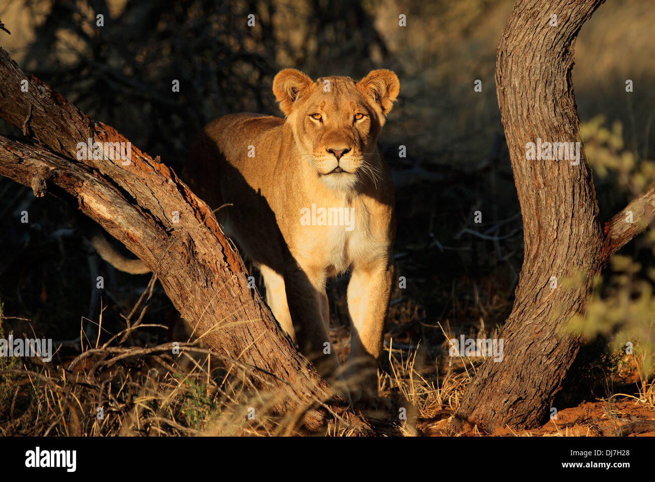 Lioness (Panthera leo) dans l'habitat naturel, l'Afrique du Sud Banque D'Images