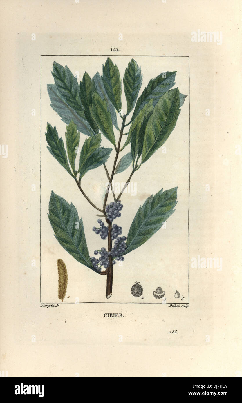 Le cirier ou cire myrtle, Myrica cerifera. Banque D'Images