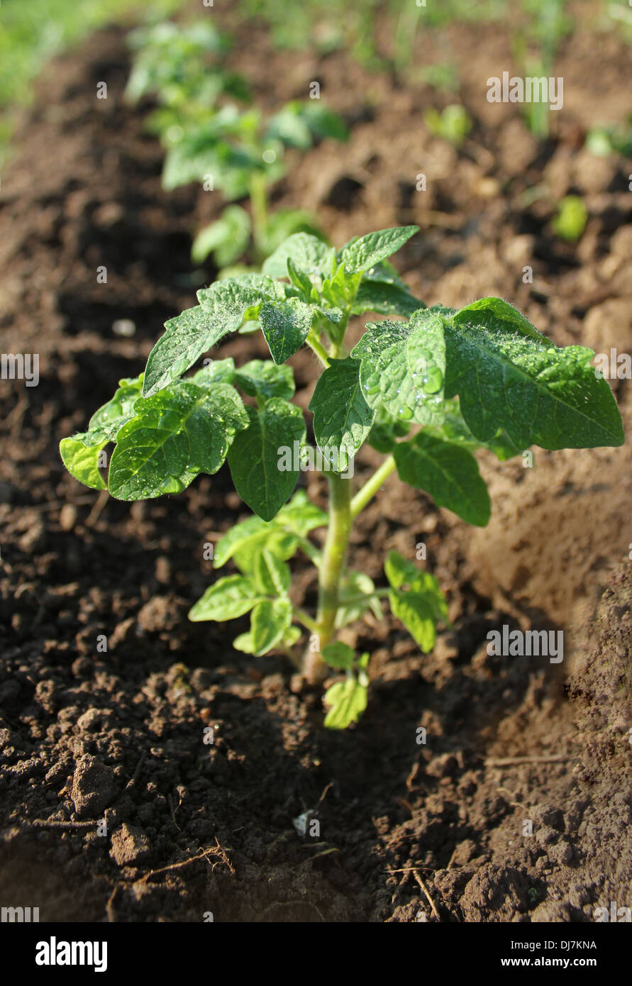 Jeune plant de tomate dans le sol en pleine croissance Banque D'Images