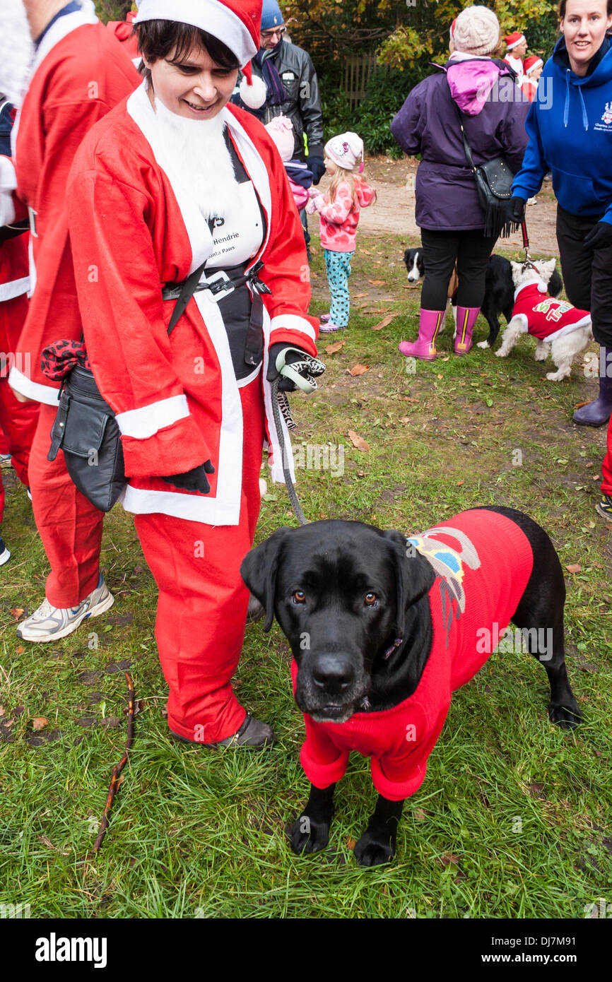 Swinley Forest, Bracknell, R.-U. 24 novembre 2013. Karen Hendrie et son chien, Brian, dans le "Santa Paws', l'équipe de fonctionner avec des centaines de collectes de fonds habillé en père Noël dans le rapport annuel d''Santa ash' pour amasser des fonds pour l'Hospice de la Tamise la charité. Credit : Danny Callcut / Alamy Live News Banque D'Images