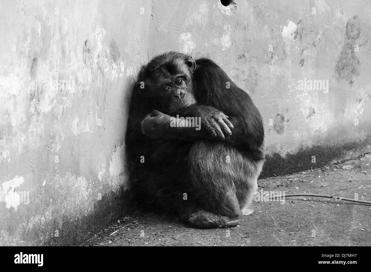 Portrait de chimpanzé commun horizontal, Pan troglodytes, en captivité dans un zoo. La Cantabrie. L'Espagne. Banque D'Images