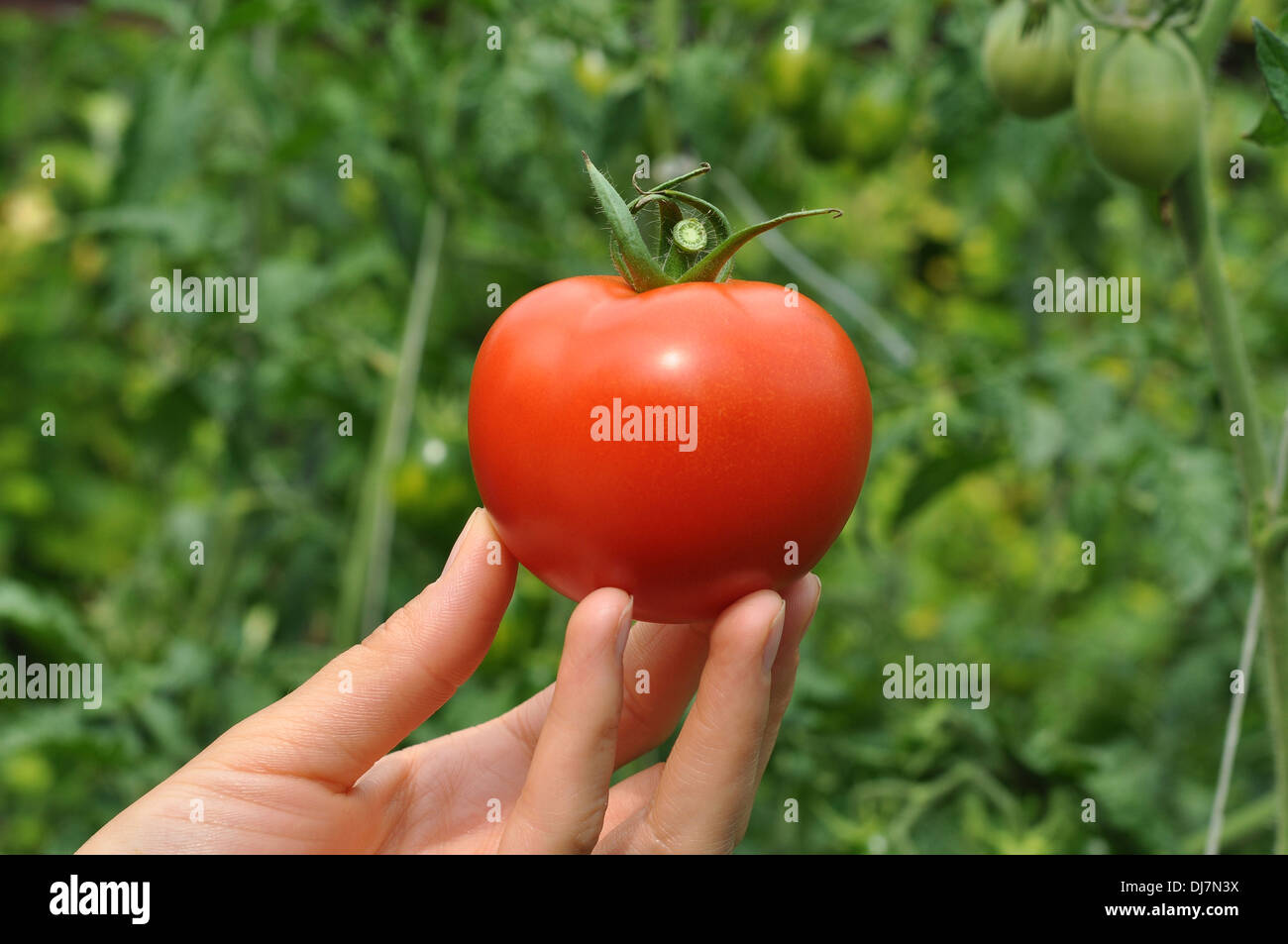 Women's arm holding red tomate mûre sur les conseils Banque D'Images