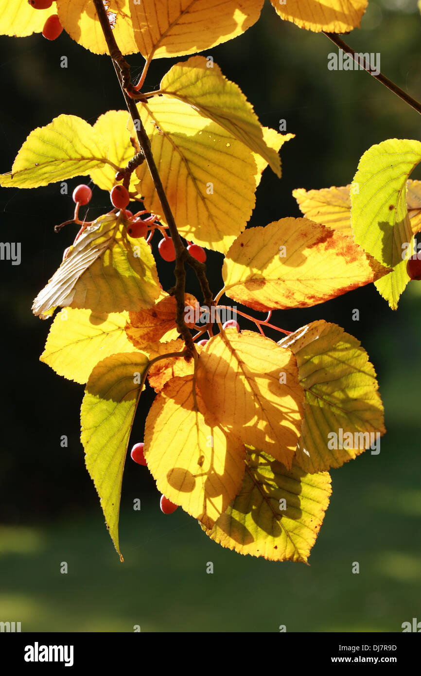 À FEUILLES D'Aulne ou Quercus palustris Quercus palustris coréen, Sorbus alnifolia, Rosaceae. L'Asie de l'Est. Syn. Alnifolia Aria. Orme de l'eau aka Rowan. Banque D'Images