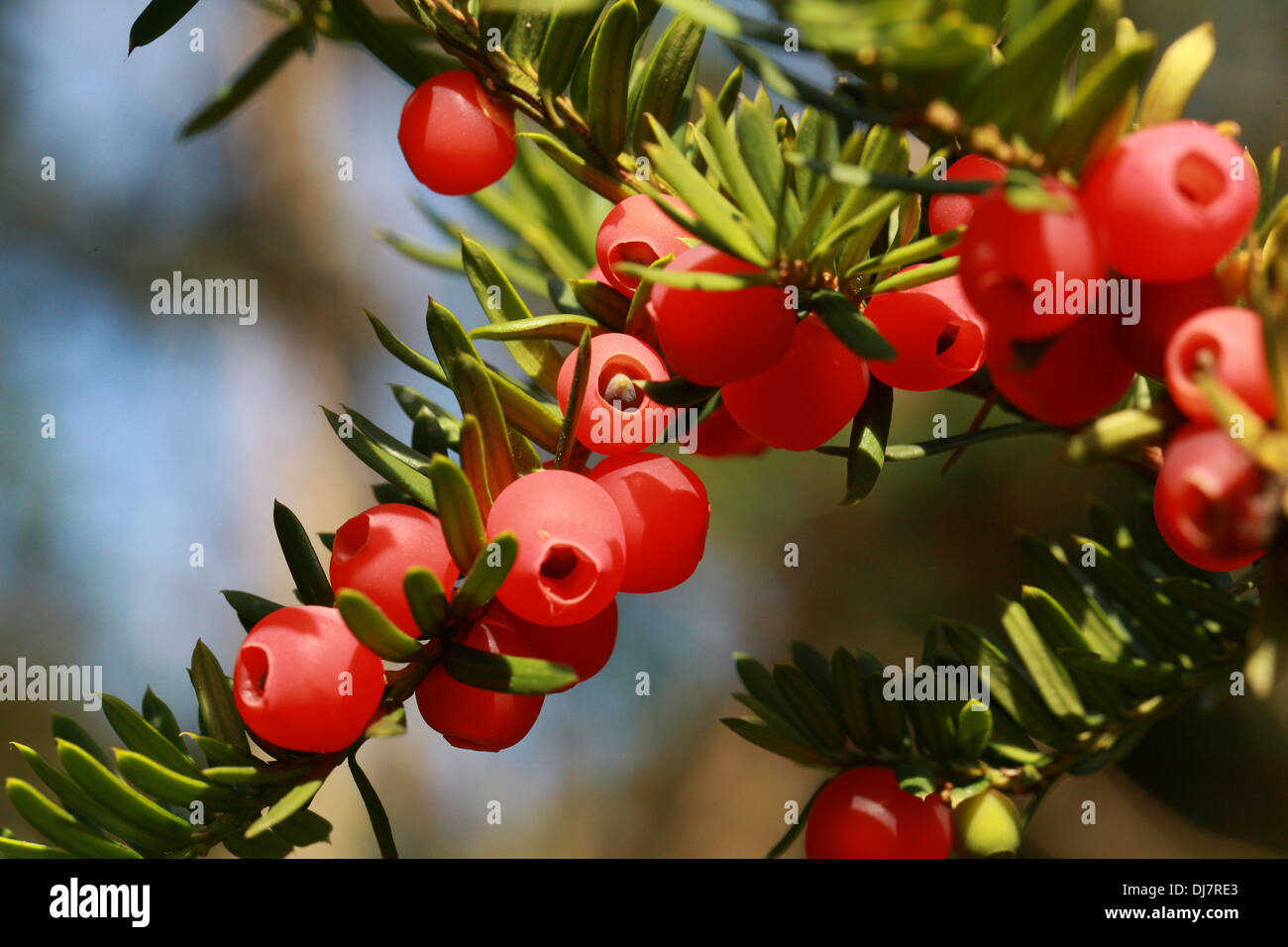 If du Japon ou de propagation de l'If, Taxus cuspidata 'Luteobaccata', Taxaceae. Originaire du Japon, de la Corée, nord-est de la Chine et de l'extrême Banque D'Images