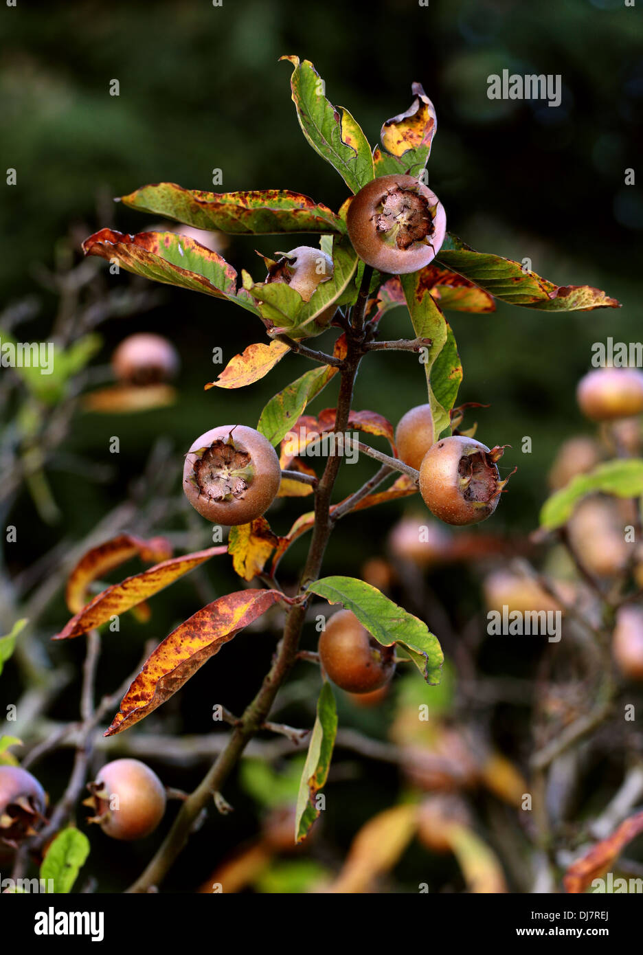 Néflier commun, Mespilus germanica, Rosaceae. Les populations d'Asie du sud-ouest et le sud-est de l'Europe. Banque D'Images