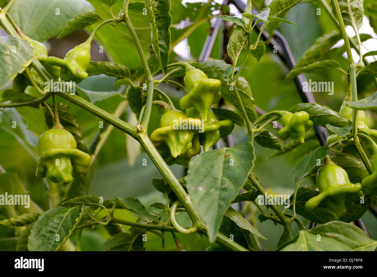 Peri-peri ou couronne de l'évêque, Piments Capsicum baccatum, Solanaceae. Banque D'Images