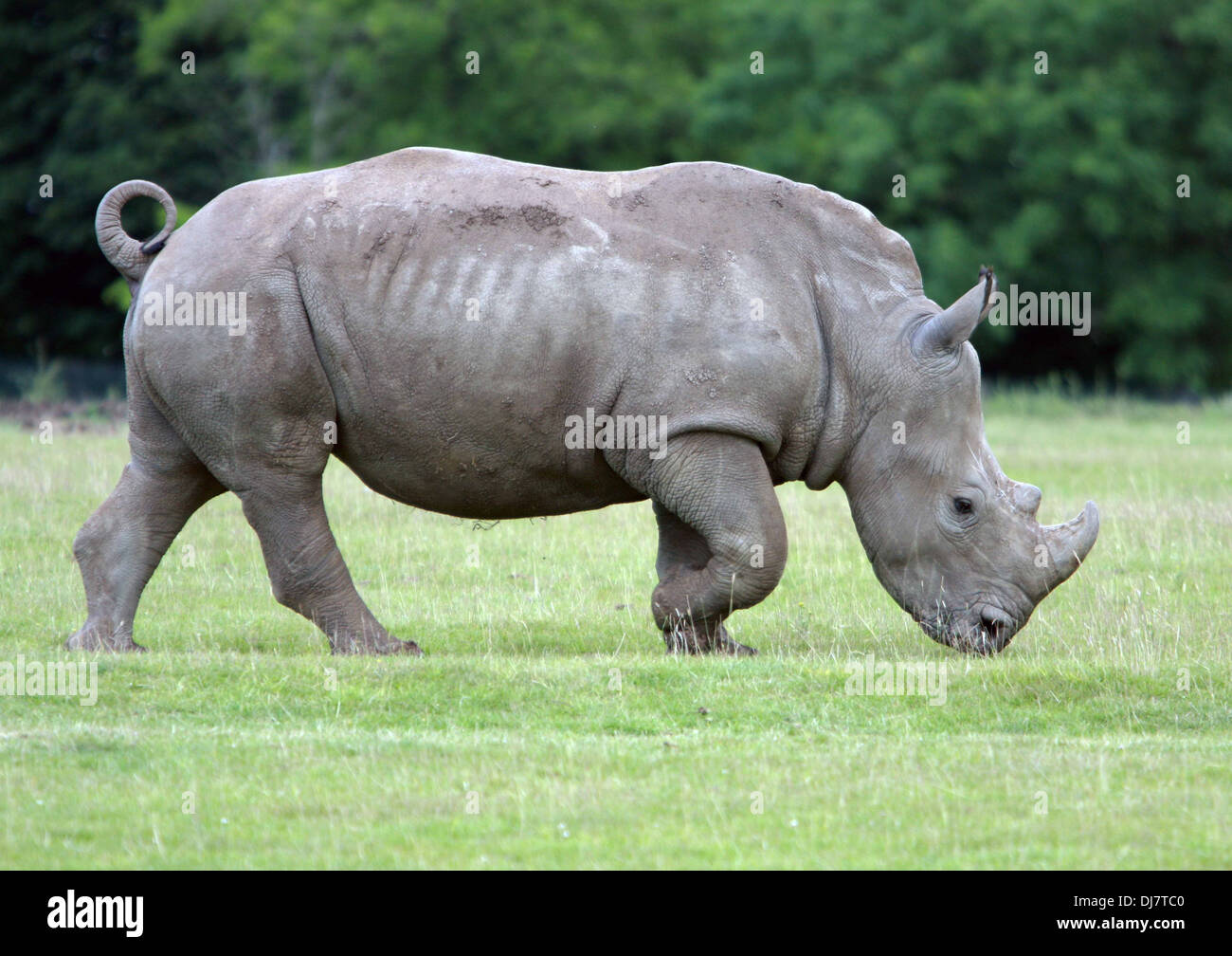 Un rhinocéros népalais en captivité Banque D'Images