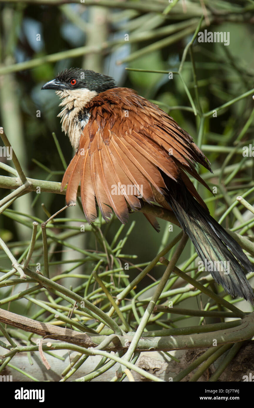 Vue Portrait de l'oiseau en herbage. Banque D'Images