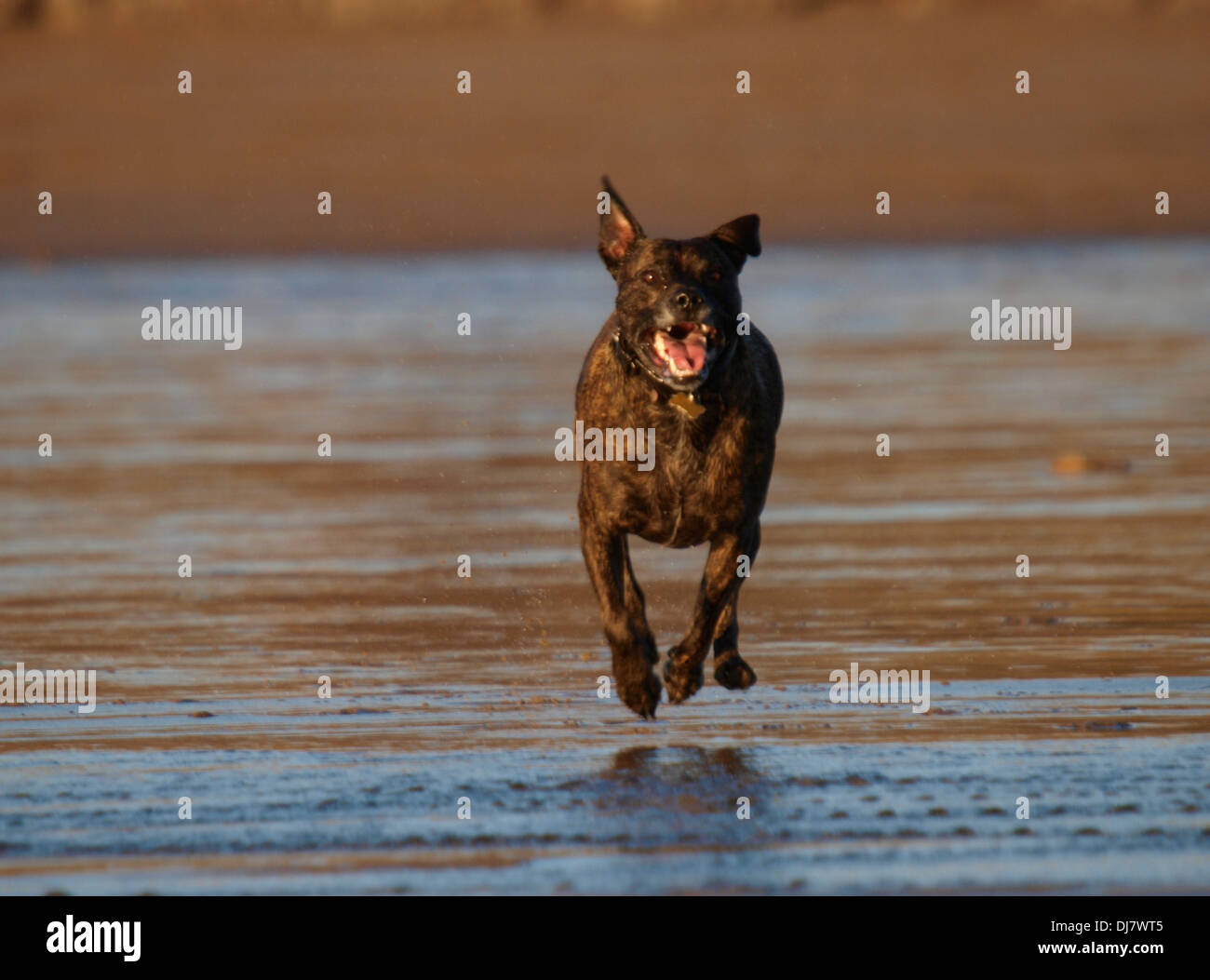 Brindle Staffordshire Bull Terrier s'exécutant sur la plage, Bude, Cornwall, UK Banque D'Images