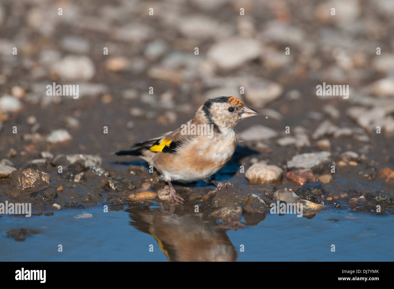Cardeulis cardeulis (chardonneret) à propos de se baigner en flaque Banque D'Images