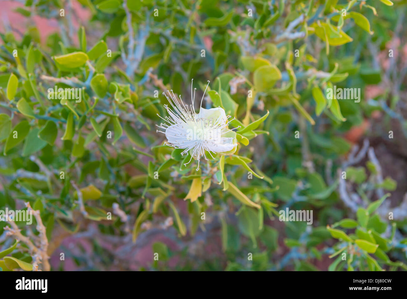 Usine de myrte, myrtus communis, Egypte Banque D'Images